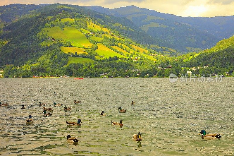 一群鸭子漂浮在美丽的泽勒湖上-泽尔am See和山脉景观，Tirol风景在奥地利的萨尔茨堡，奥地利